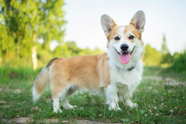 Welsh Corgi Pembroke